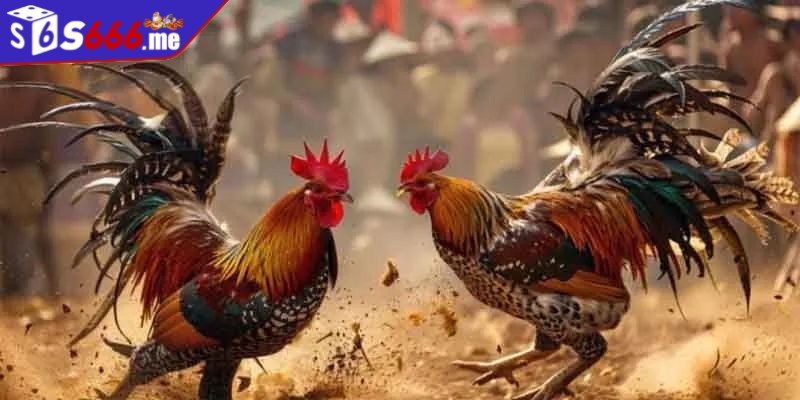 Theo dõi trận đá gà trước khi cá cược là chiến thuật vô cùng quan trọng