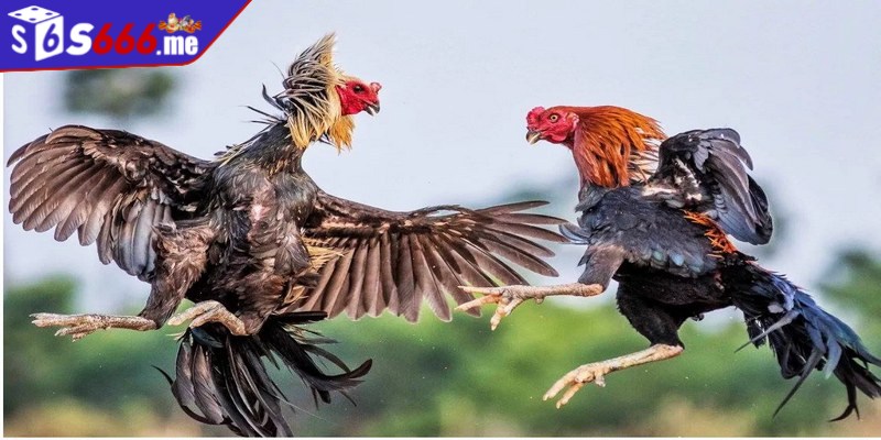 Đá gà S66 là sảnh game giải trí được nhiều người chơi ưa chuộng hiện nay
