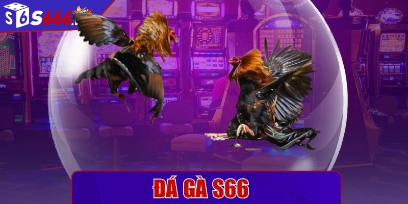 Đá gà S66 - Sảnh cược gây cấn cùng những chiến kê đỉnh cao