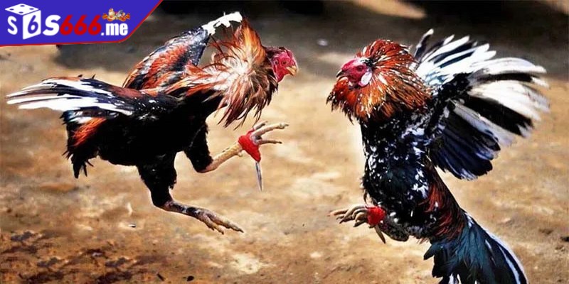 Casino đá gà C1 là nơi thành viên theo dõi các trận chọi gà hấp dẫn