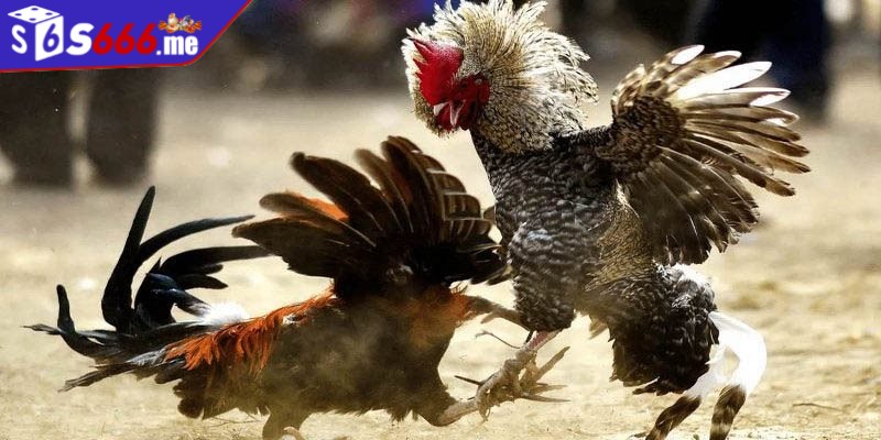 Casino đá gà C1 giúp người chơi kiếm tiền dễ dàng