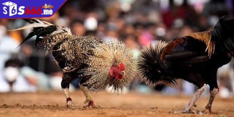 Đá gà cựa tròn là 1 hình thức chơi được nhiều anh em yêu thích