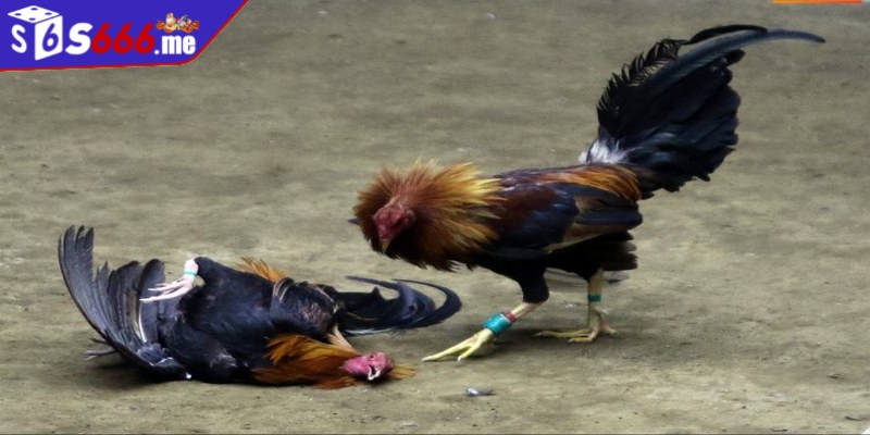 Khi tham gia thành viên nên đặt cược chọi gà có giới hạn