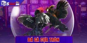 Đá gà cựa tròn