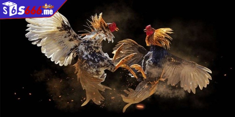 Đá gà online là hình thức thi đấu giữa 2 chú gà chiến