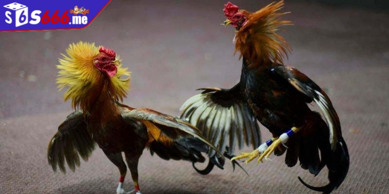 Đá gà cựa sắt là một trong những hình thức rất được ưa chuộng