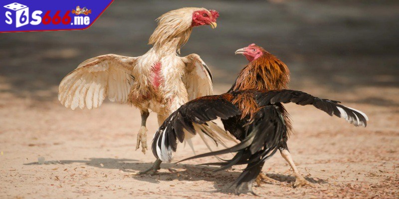 Thành viên nên nghiên cứu kỹ lưỡng về các quy định của đá gà