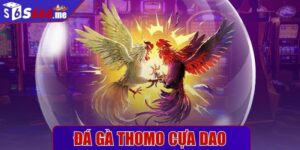 Đá gà thomo cựa dao
