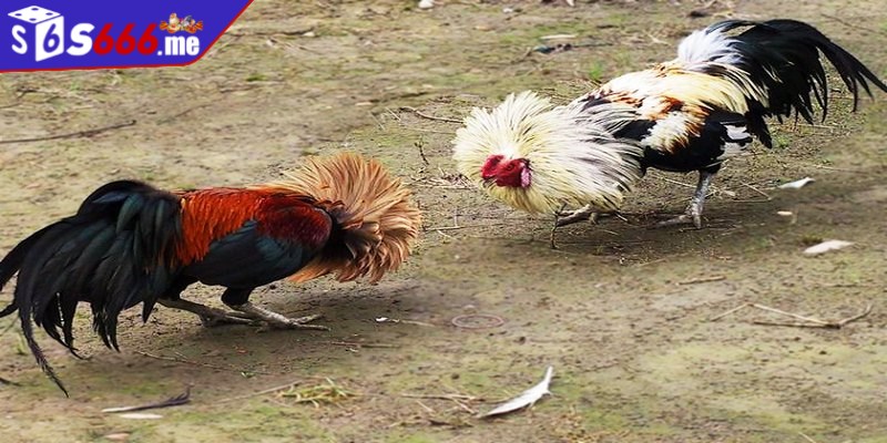 Đá gà tre là hình thức chọi kê được ưa chuộng trên thị trường hiện nay
