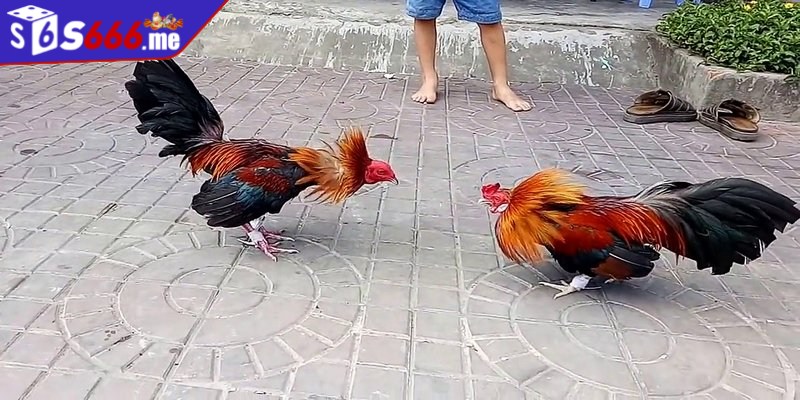 Gà tre Thái còn nổi bật với kỹ năng ra đòn điêu luyện và nhanh chóng