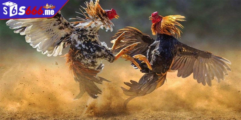 Quy định tính thắng thua trong chọi gà tre vô cùng đơn giản và dễ hiểu